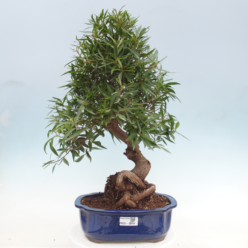 Camera bonsai - Ficus nerifolia - ficus a foglie piccole