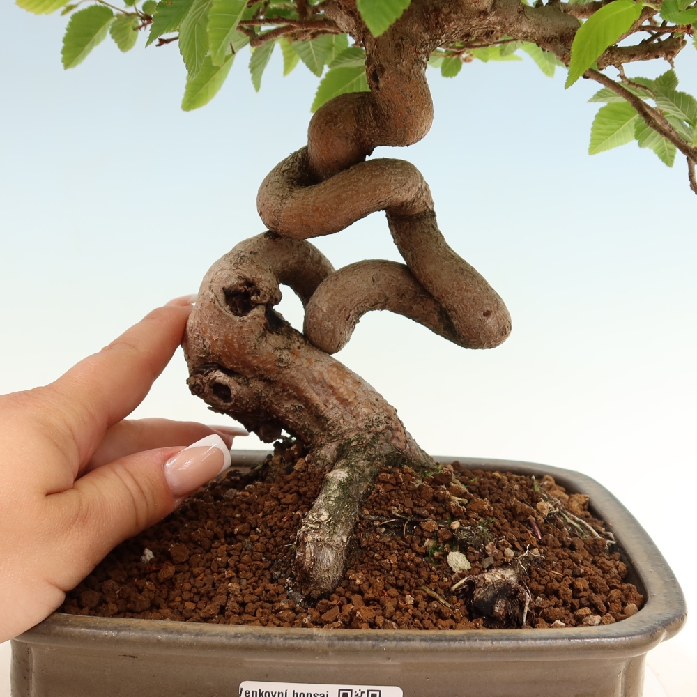 Bonsai da esterno -Carpinus Coreana - Carpino coreano