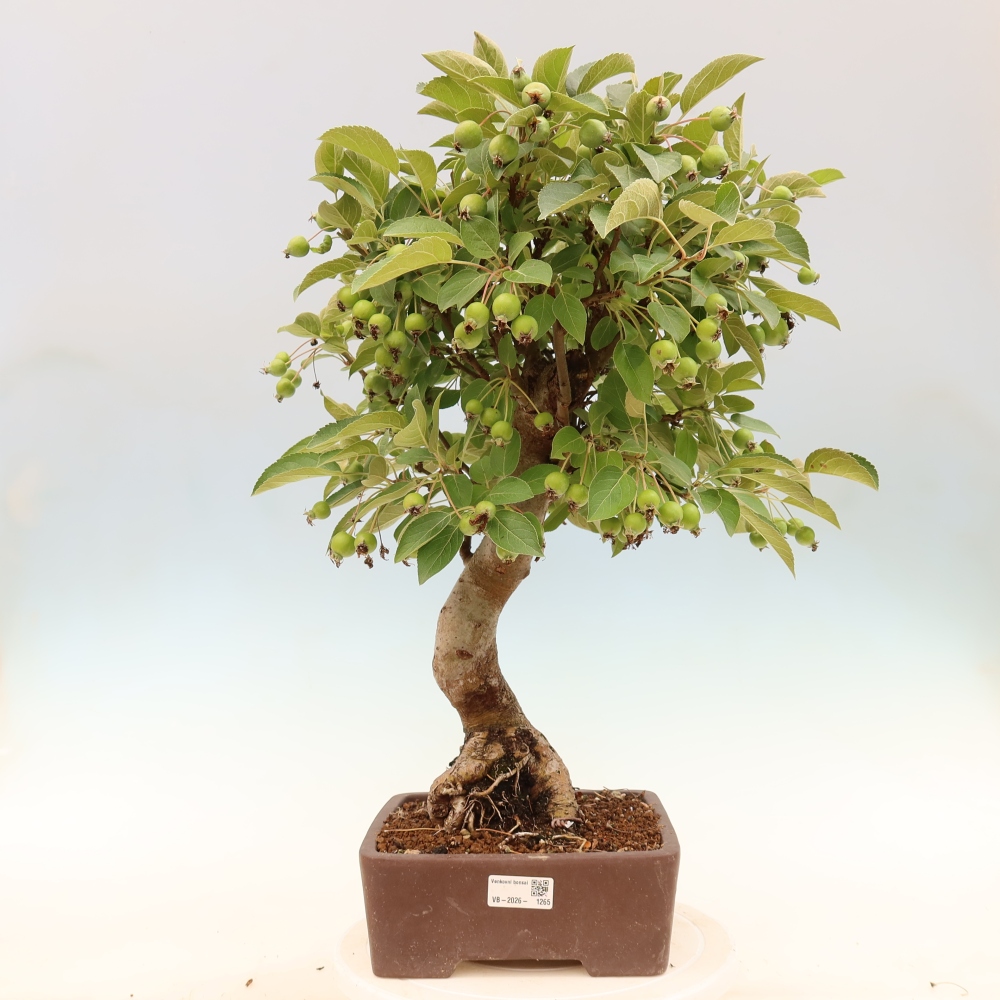 Bonsai da esterno -Malus halliana - Melo a frutto piccolo