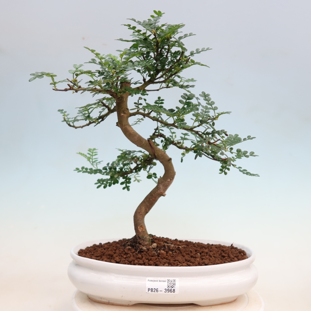 Camera bonsai - Zantoxylum piperitum - albero del pepe