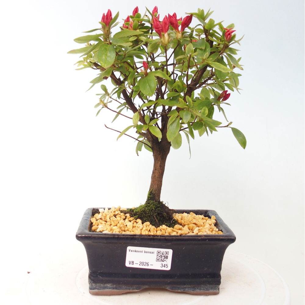 Bonsai da esterno - Azalea giapponese - Azalea sp.