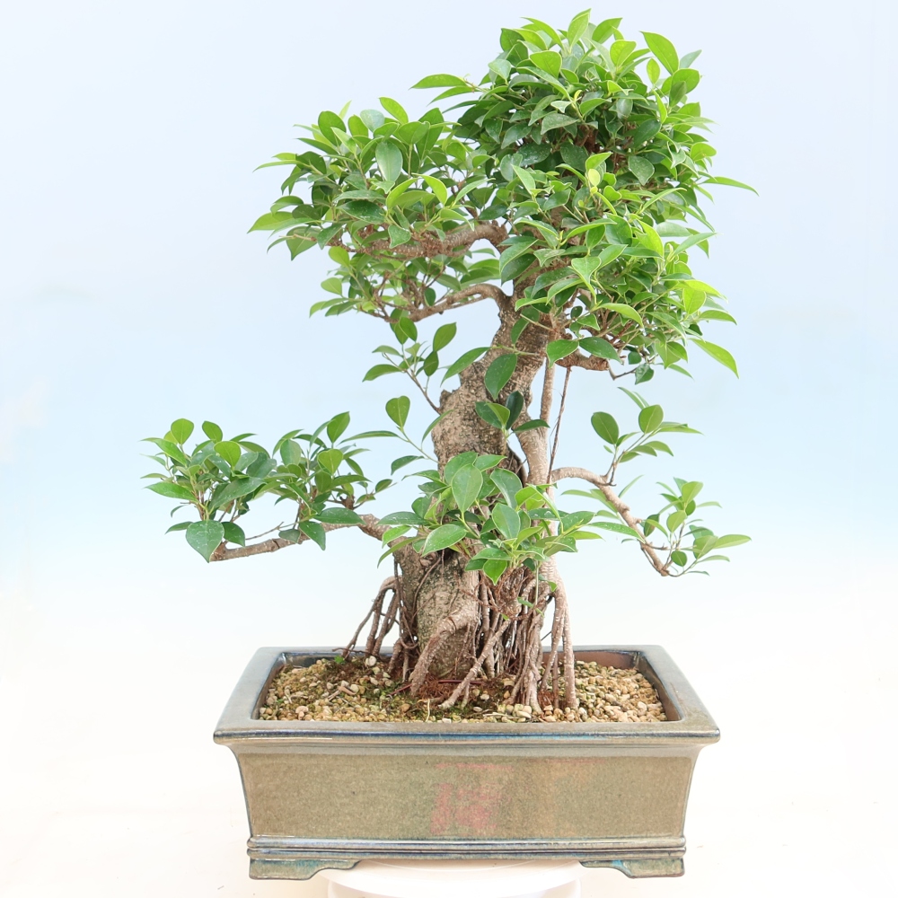 Camera bonsai - Ficus kimmen - ficus a foglie piccole
