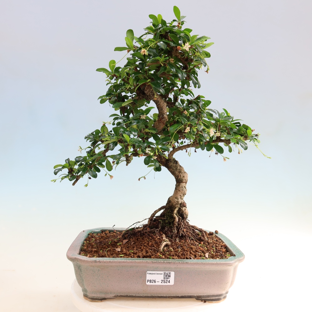 Camera bonsai - Carmona macrophylla - Tea fuki
