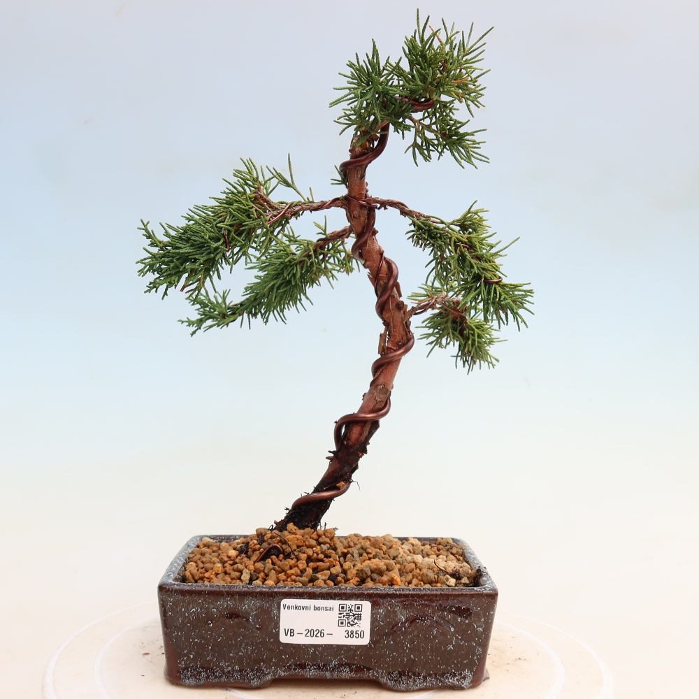 Bonsai da esterno - Juniperus chinensis Kishu
