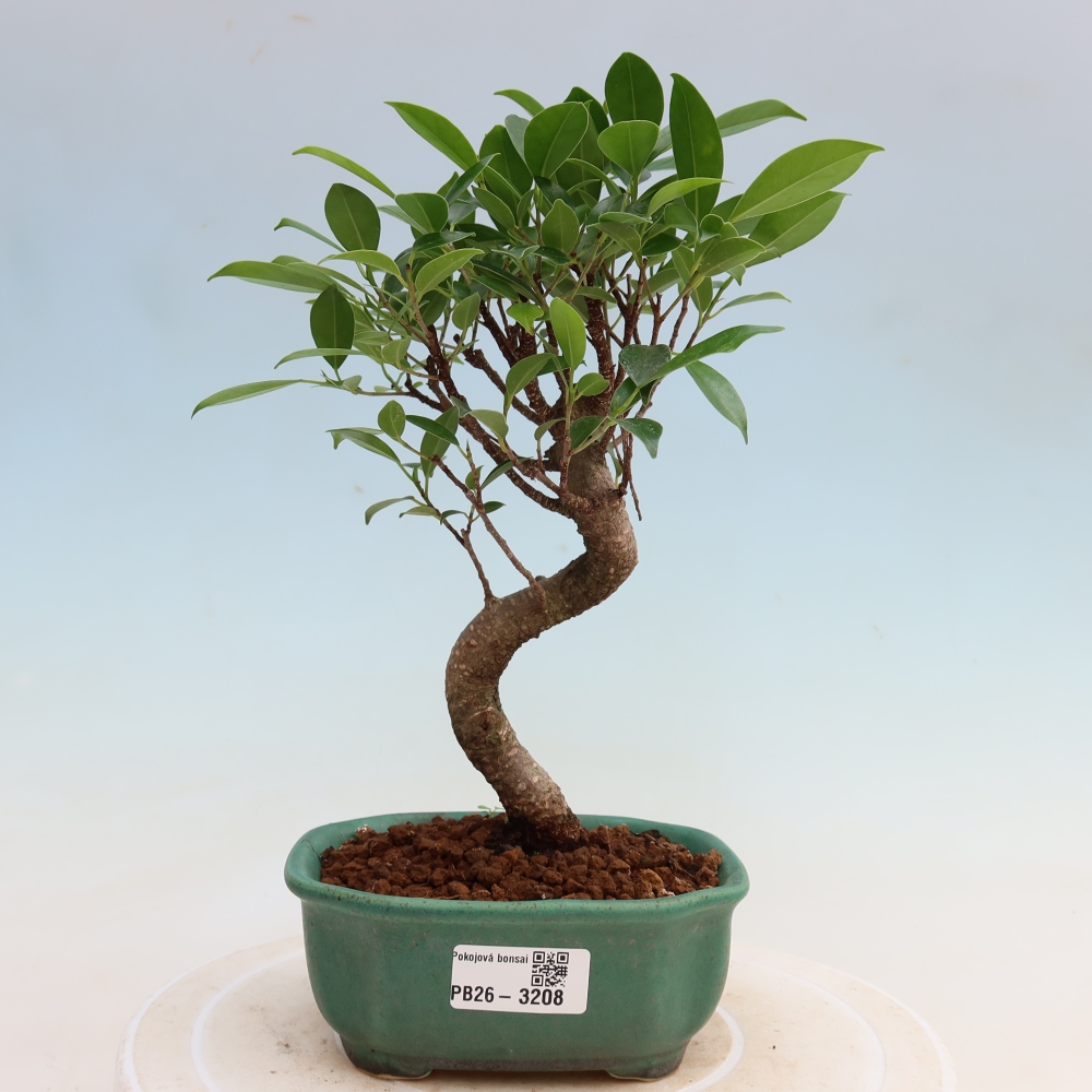 Camera bonsai - Ficus kimmen - ficus a foglie piccole