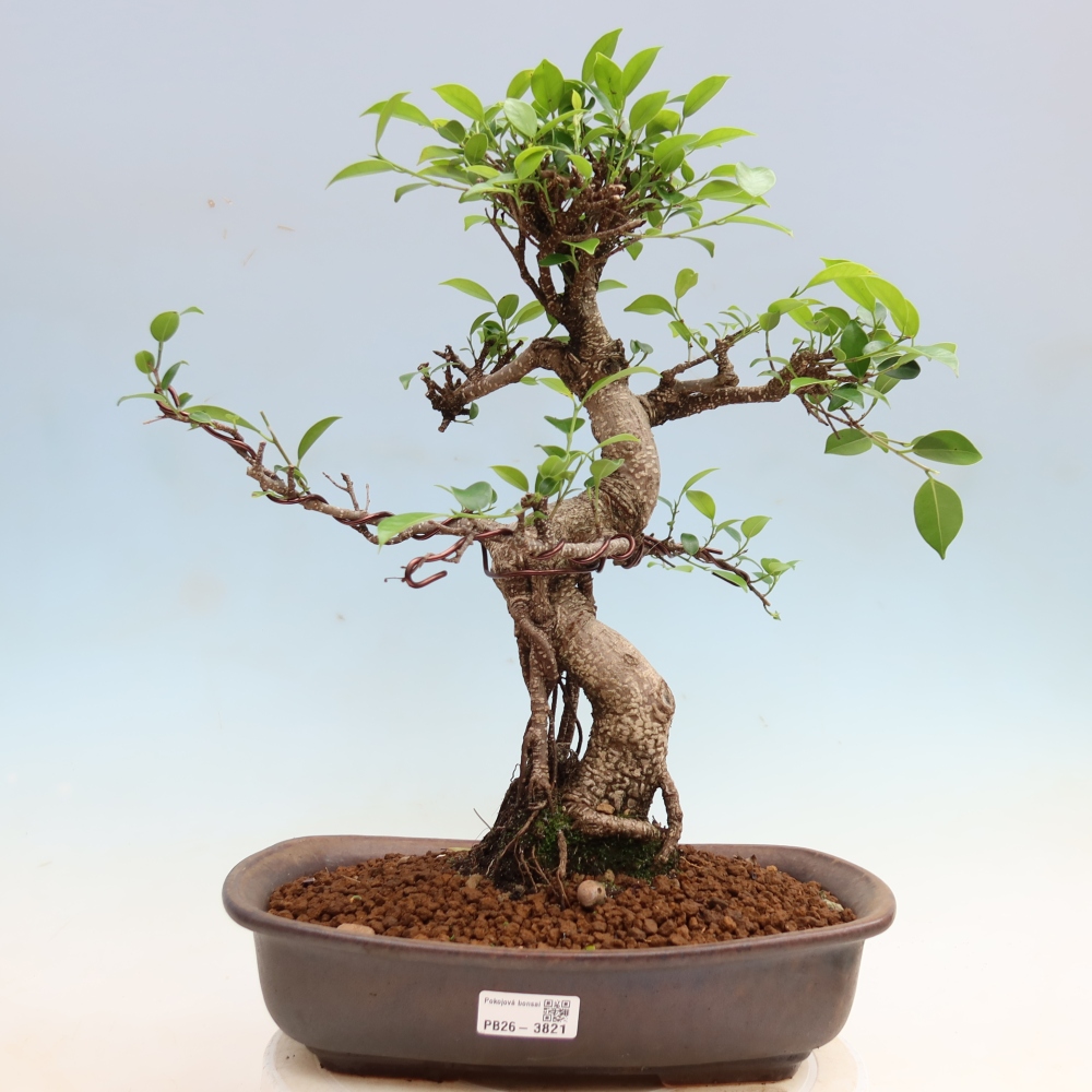 Camera bonsai - Ficus kimmen - ficus a foglie piccole