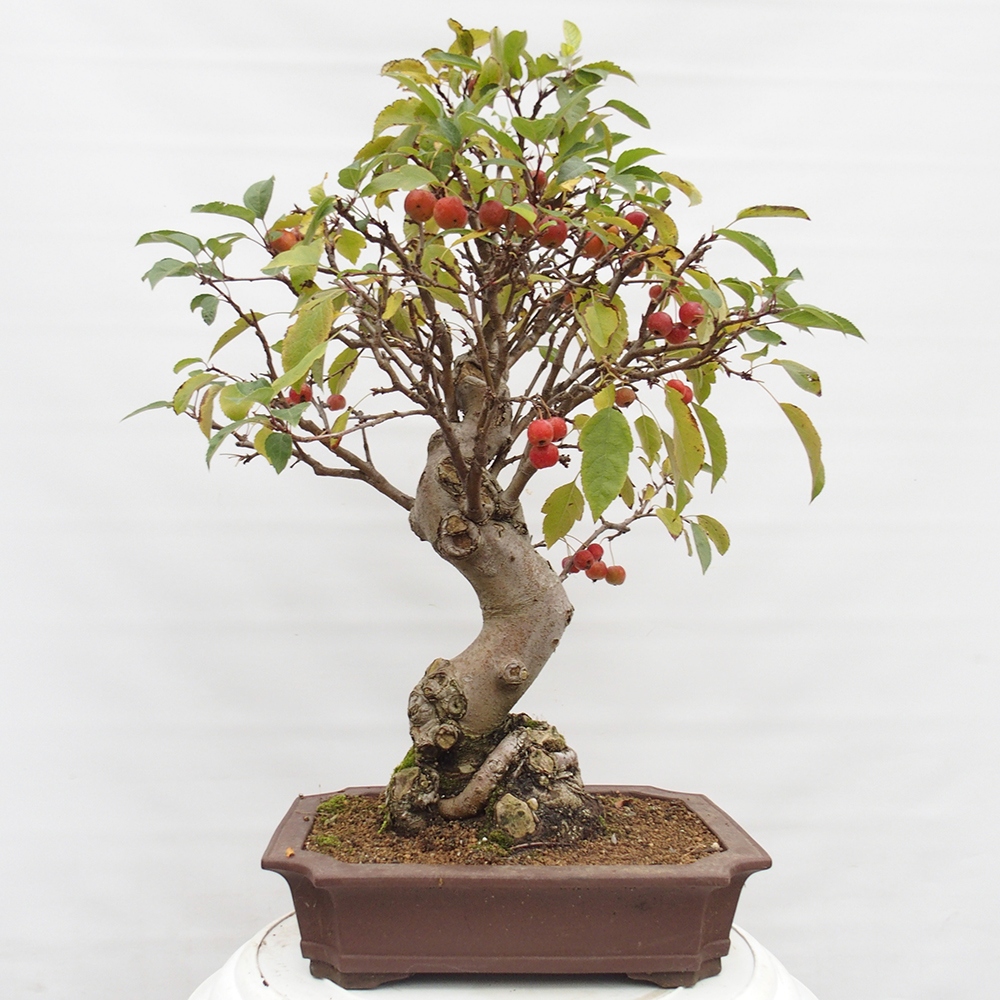 Bonsai da esterno -Malus halliana - Melo a frutto piccolo