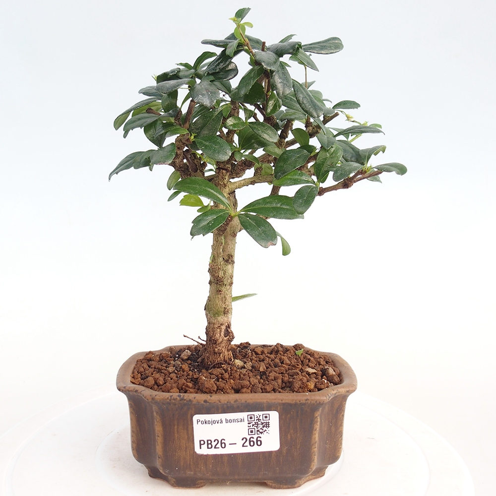 Camera bonsai - Carmona macrophylla - Tea fuki