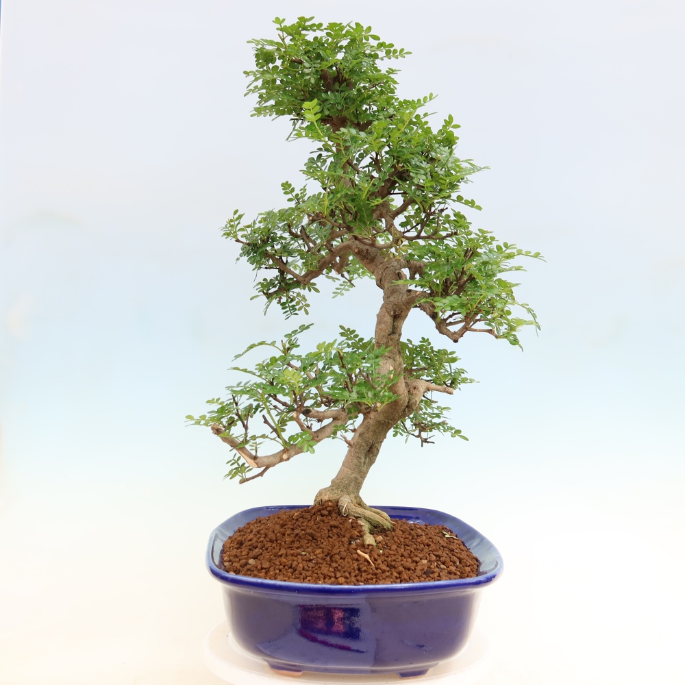 Camera bonsai - Zantoxylum piperitum - albero del pepe