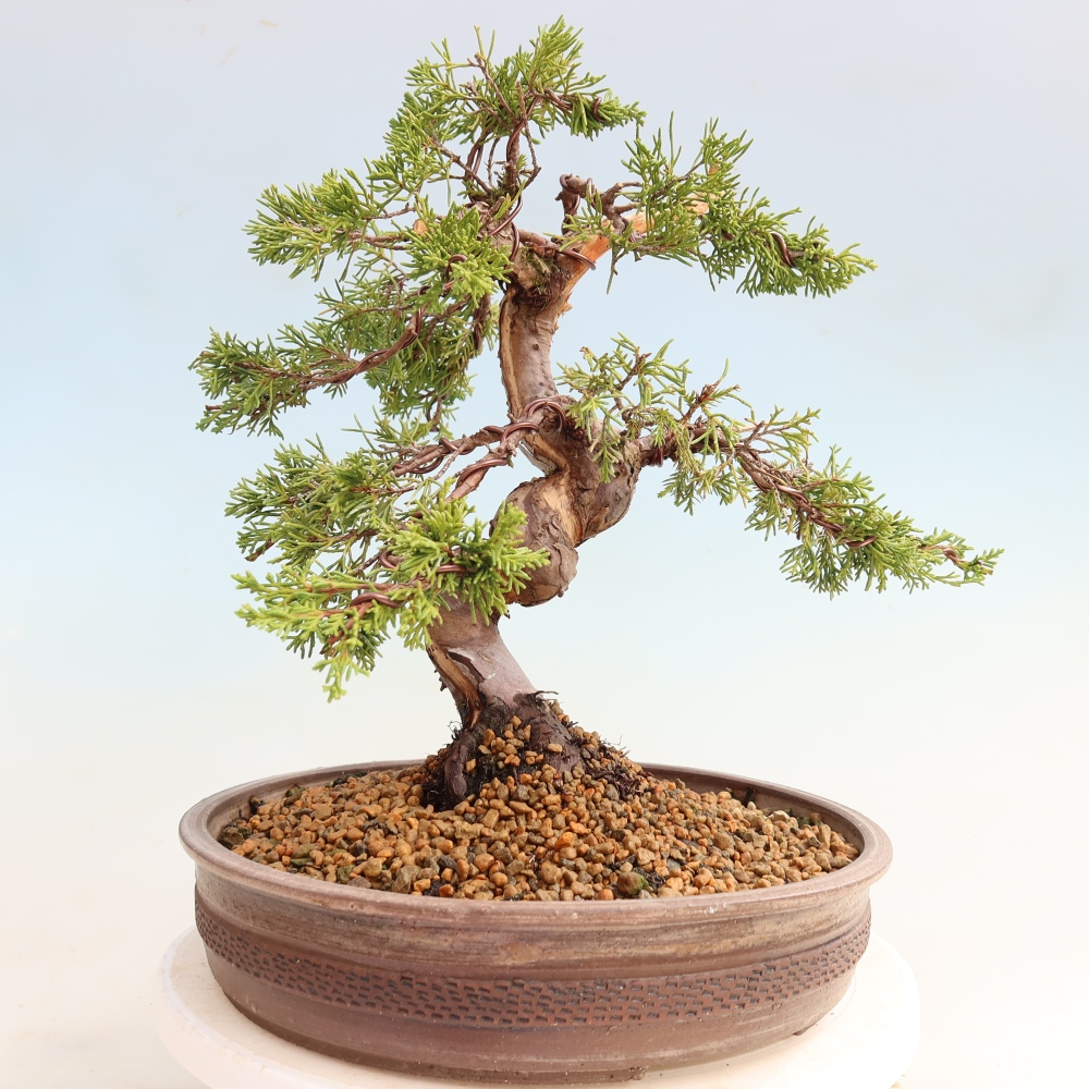 Bonsai da esterno - Juniperus chinensis Itoigawa-Juniperus chinensis