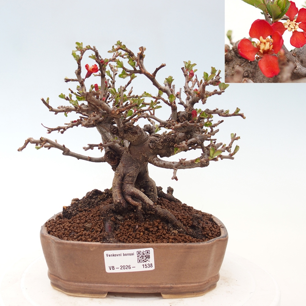Bonsai da esterno - Chaneomeles speciosa - Cotogno