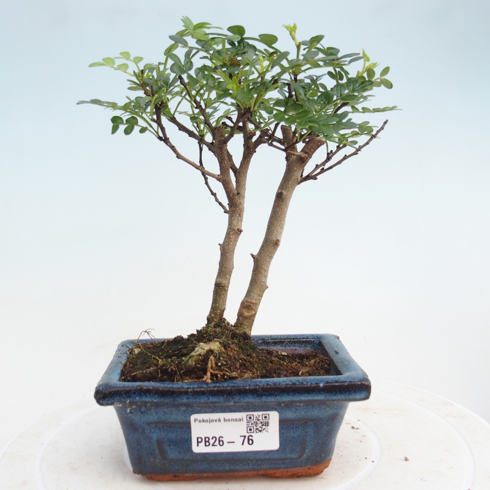 Camera bonsai - Zantoxylum piperitum - albero del pepe