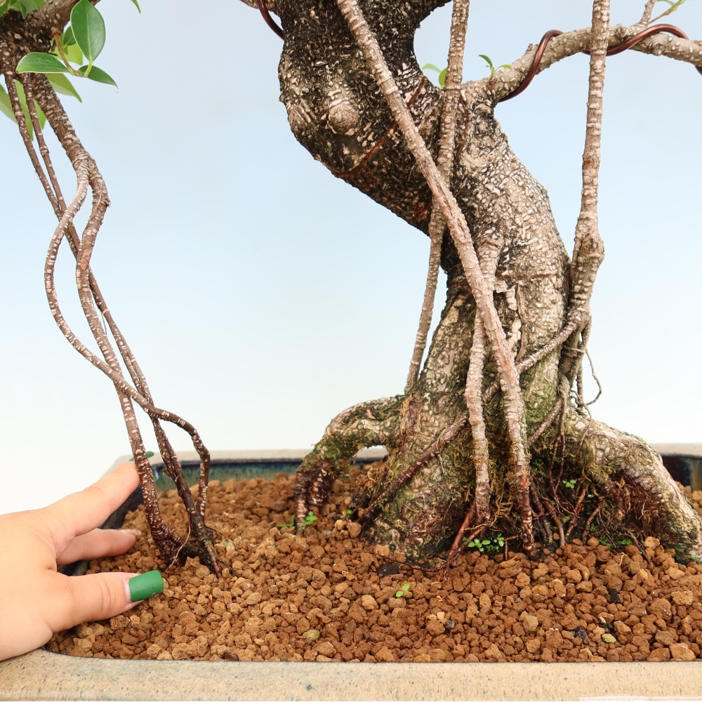 Camera bonsai - Ficus kimmen - ficus a foglie piccole