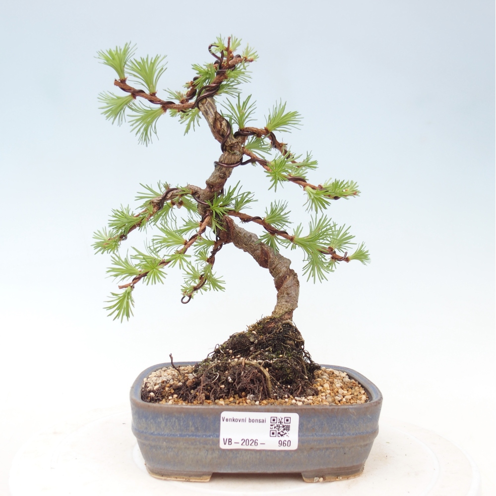 Bonsai da esterno - Larix Kaempferi - Larice giapponese