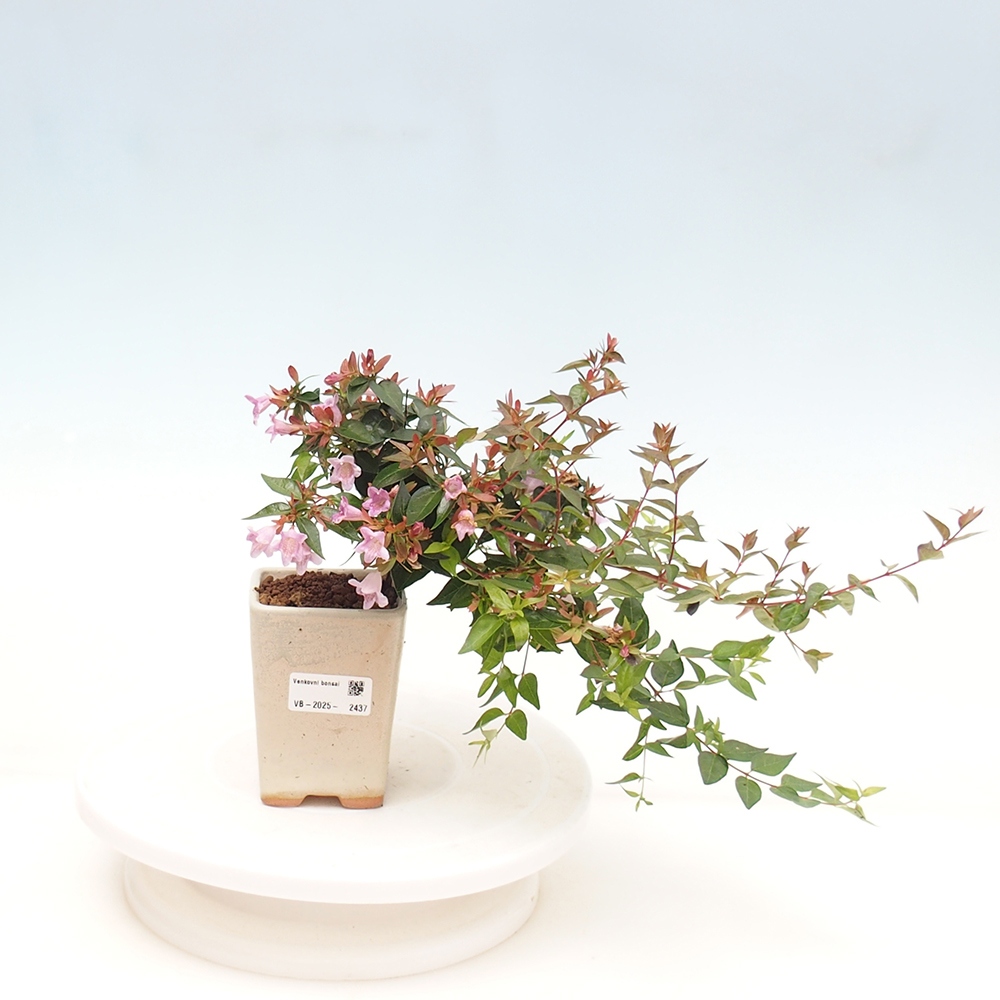 Bonsai da esterno - Abelia Grandiflora - Abelia grandiflora