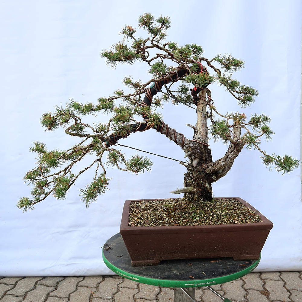 Pinus sylvestris Spagna - pino silvestre