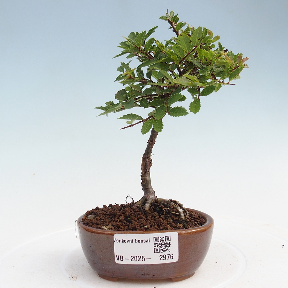Bonsai da esterno - Ulmus parvifolia Sagei - Olmo a foglie piccole