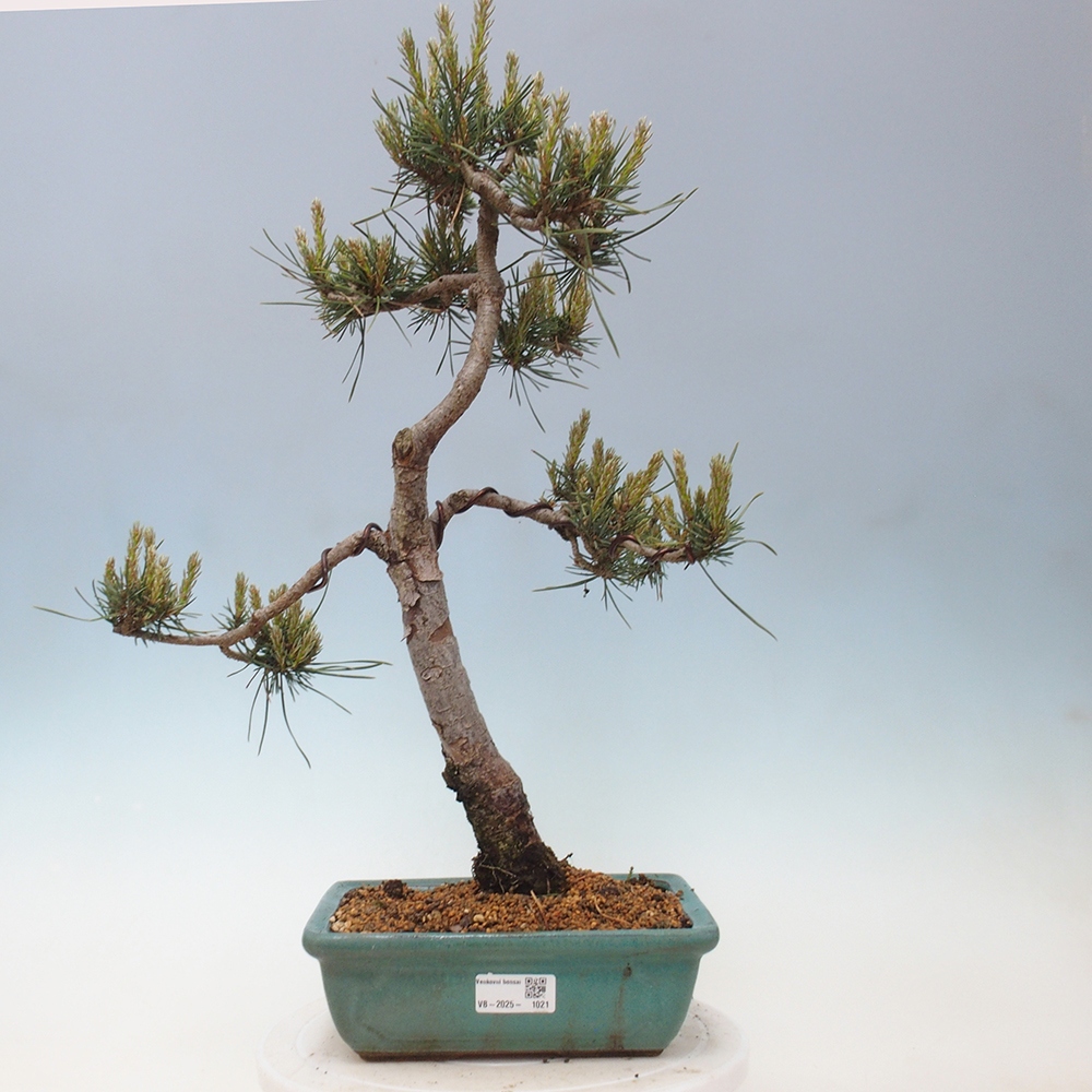 Bonsai da esterno - Pinus Sylvestris Watererri - Pino silvestre