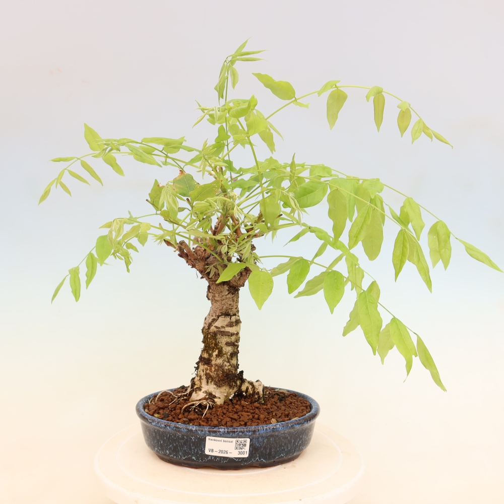 Bonsai da esterno - Glicine floribunda