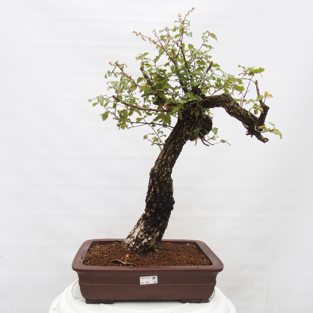 Yamadori - Quercus Ilex - Agrifoglio di quercia