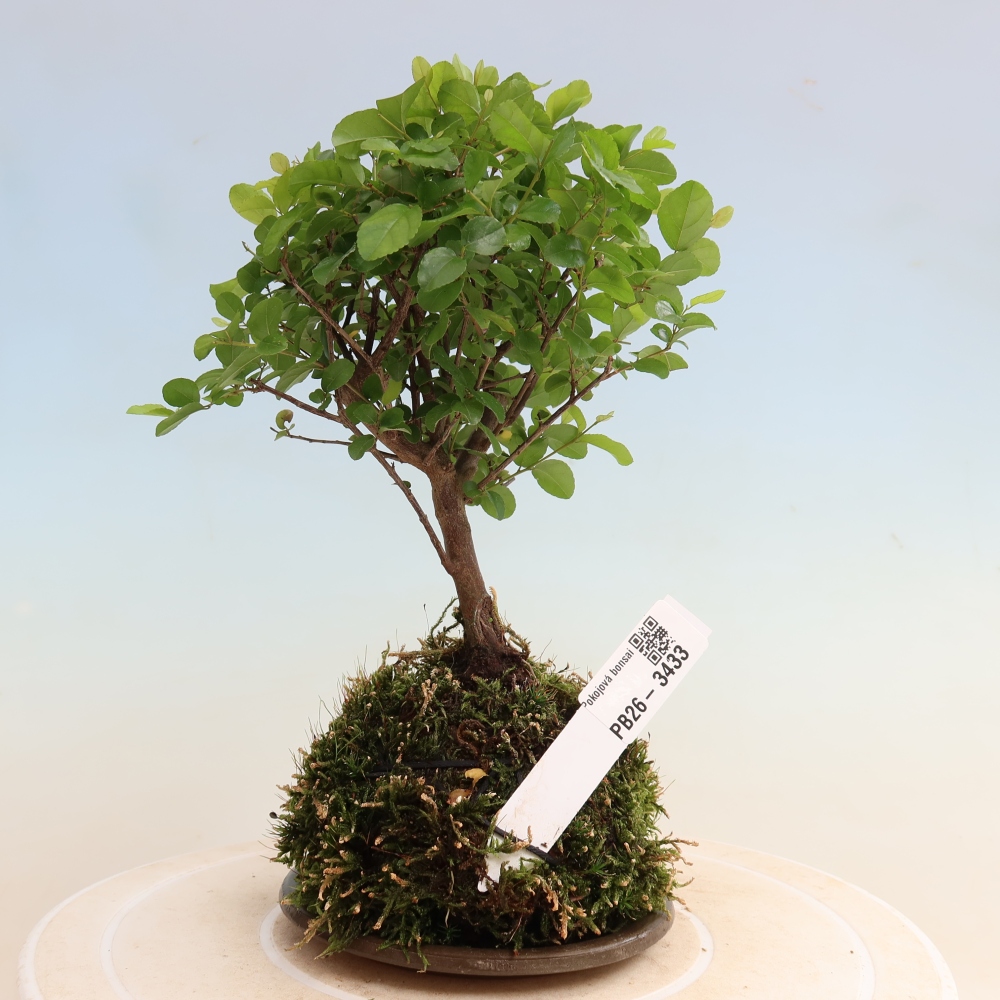 Kokedama con sottovaso - Sagerécie thea - Sagerécie thea