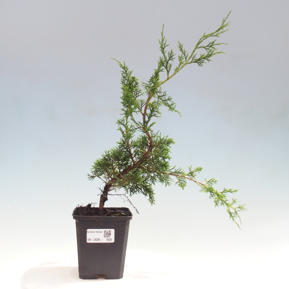 Bonsai da esterno - Juniperus chinensis Itoigawa