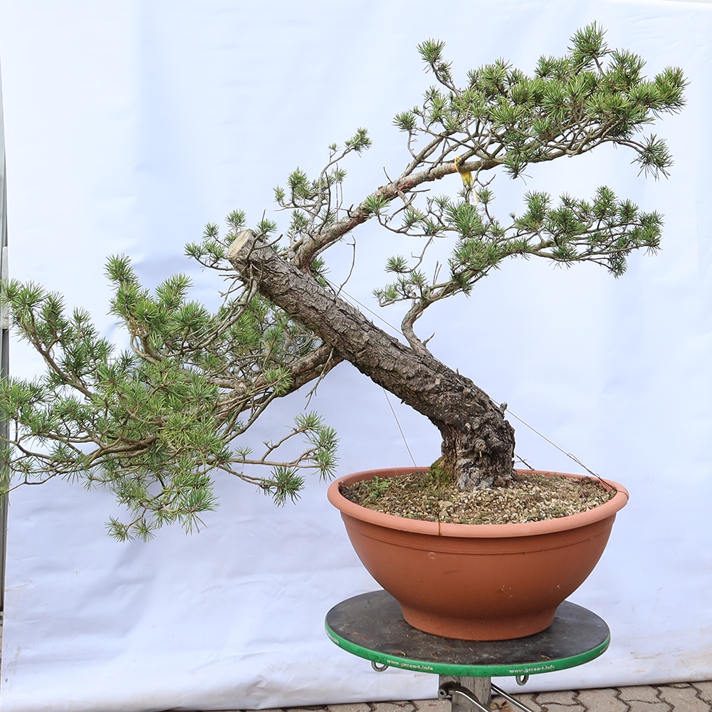 Pinus sylvestris Spagna - pino silvestre