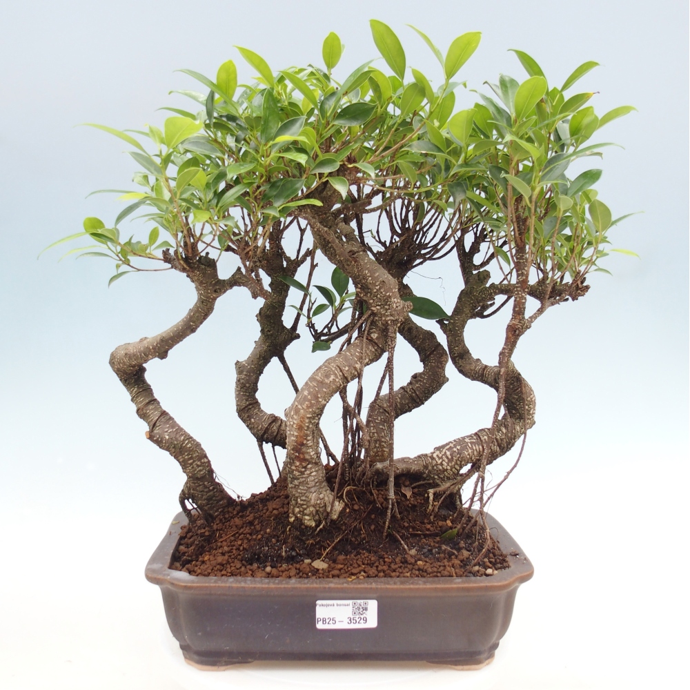 Camera bonsai - Ficus kimmen - ficus a foglie piccole