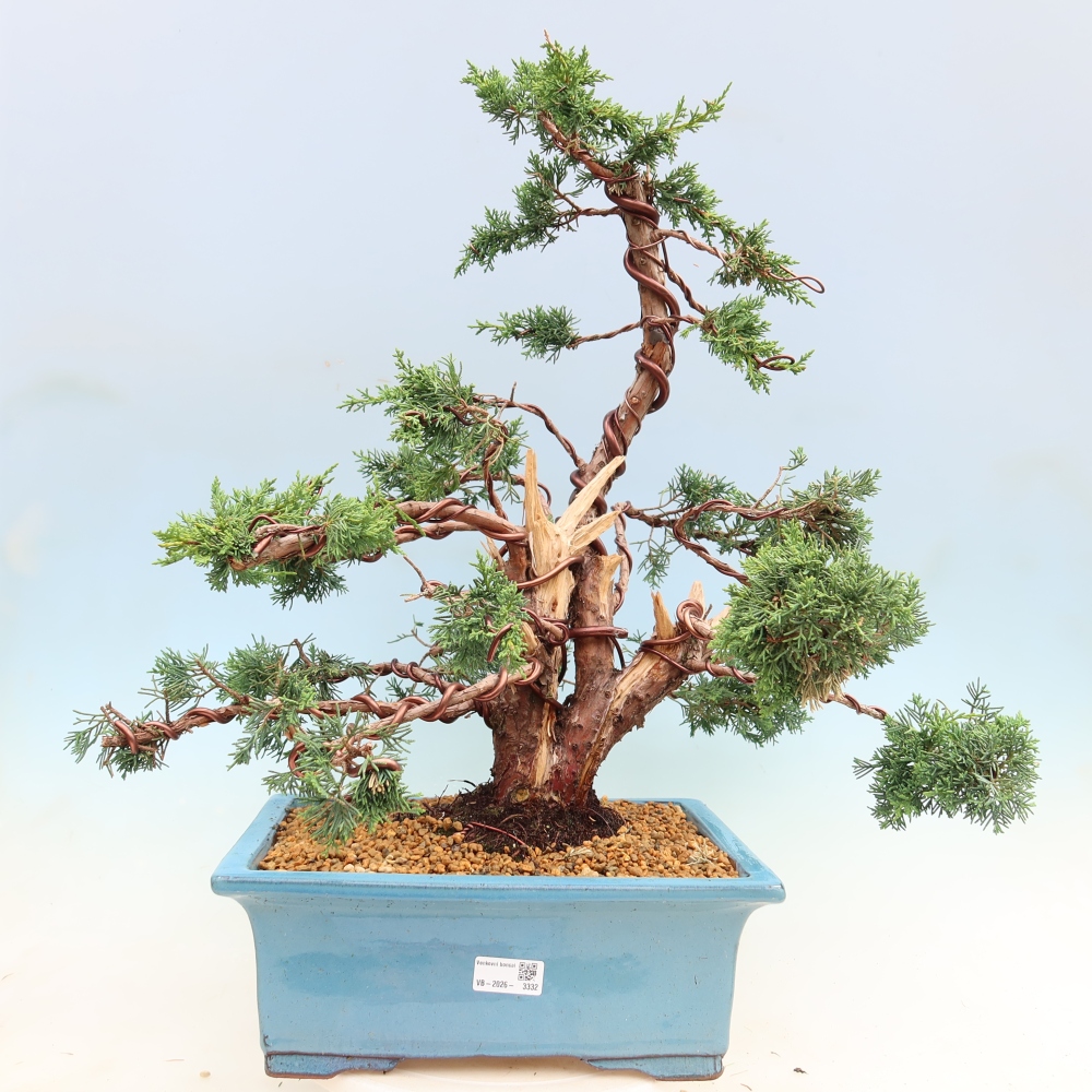 Bonsai da esterno - Juniperus chinensis Kishu