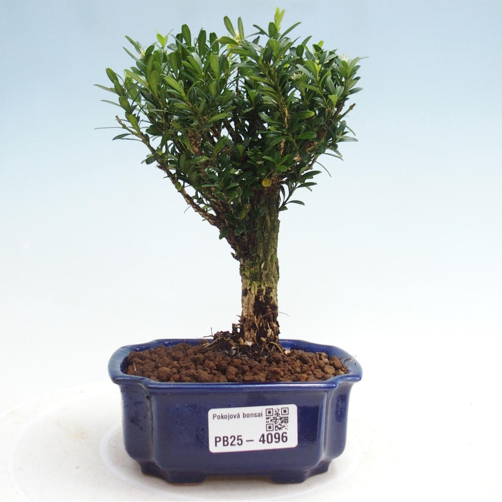 Camera bonsai - Buxus harlandii - buxus da sughero