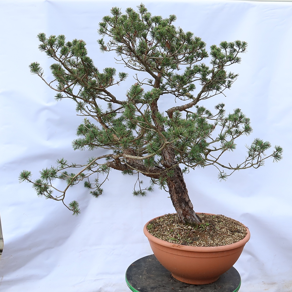 Pinus sylvestris Spagna - pino silvestre