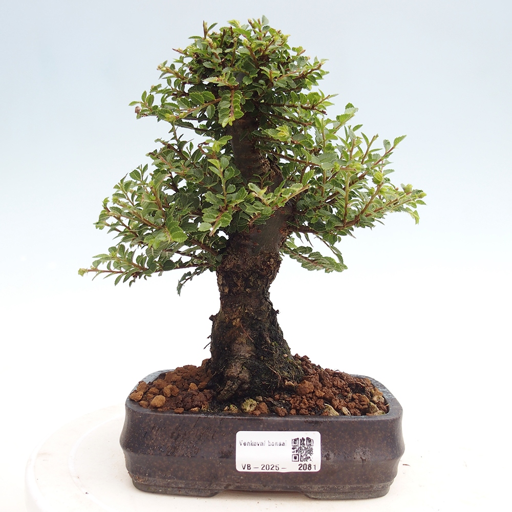 Bonsai da esterno - Ulmus parvifolia Hokkaido - Olmo cinese