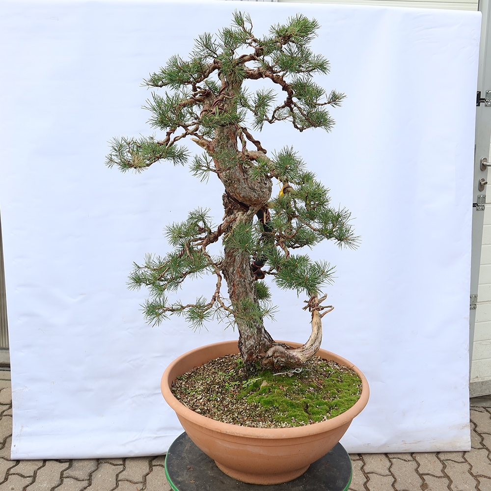 Pinus sylvestris Spagna - pino silvestre
