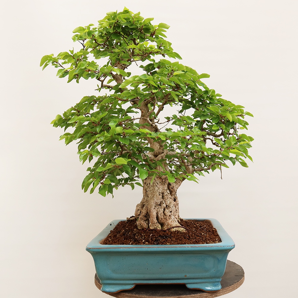 Bonsai da esterno -Carpinus Coreana - Carpino coreano