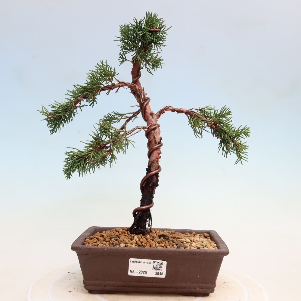 Bonsai da esterno - Juniperus chinensis Kishu