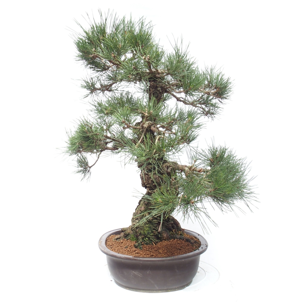 Bonsai da esterno - Pinus thunbergii - Pino di Thunberg