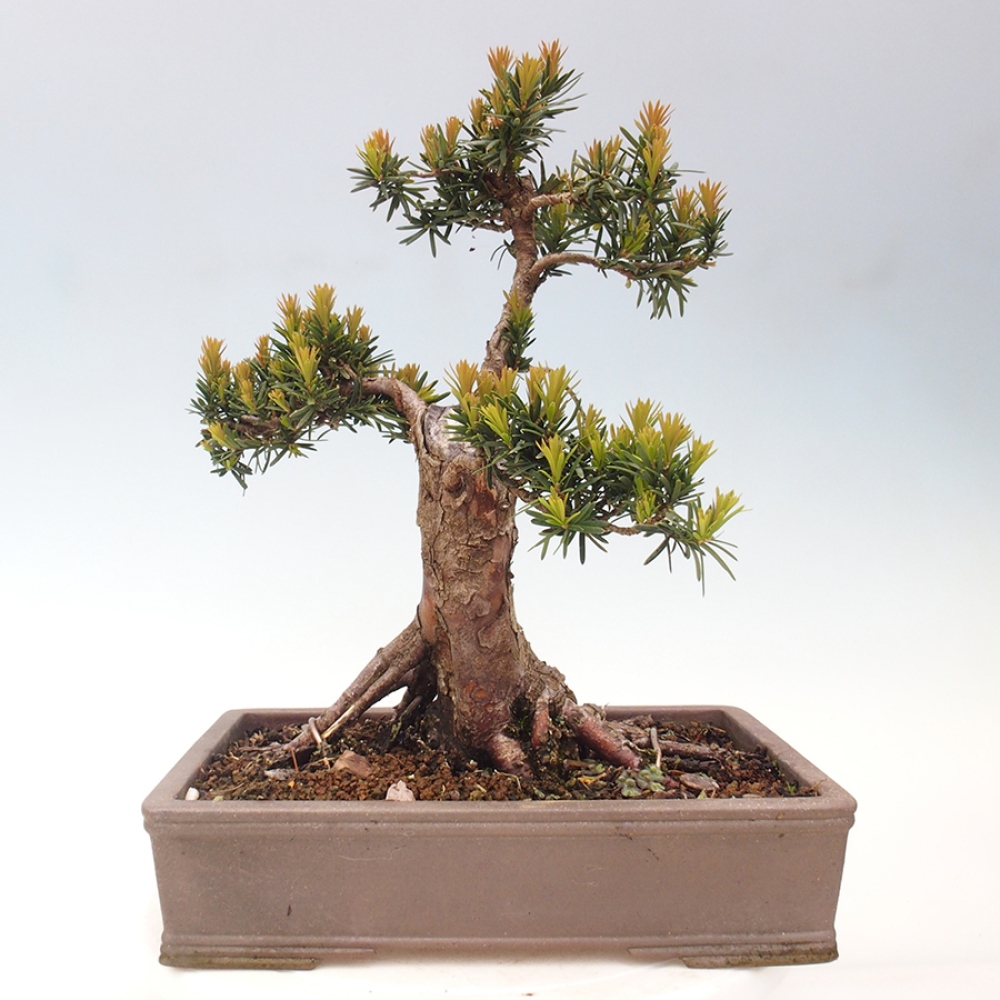 Bonsai da esterno - Taxus cuspidata - Tasso giapponese