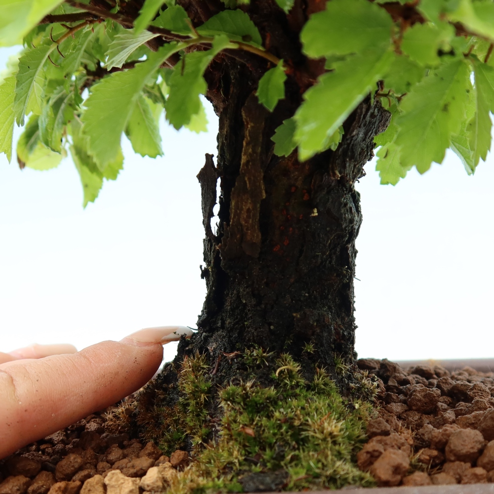 Bonsai da esterno - Zelkova - Zelkova NIRE