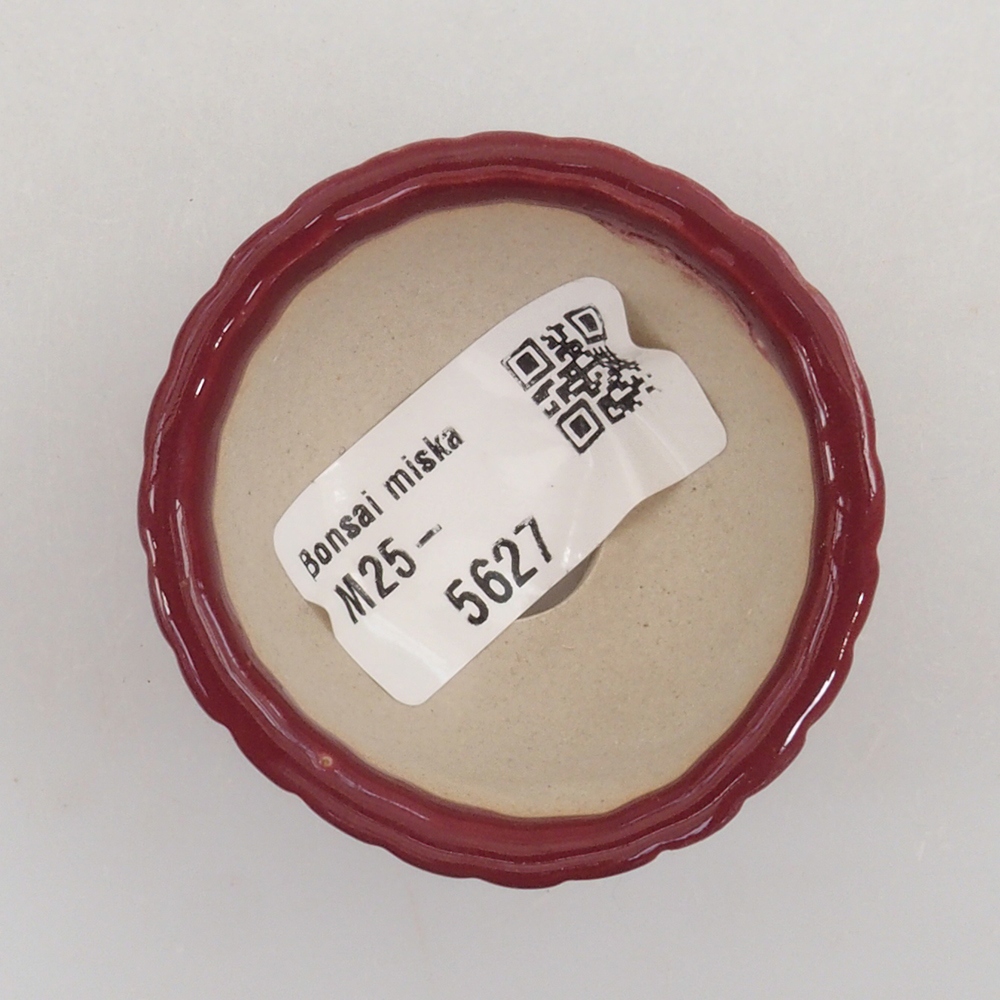 Mini bonsai 5 x 5 x 2,5 cm, colore bordeaux