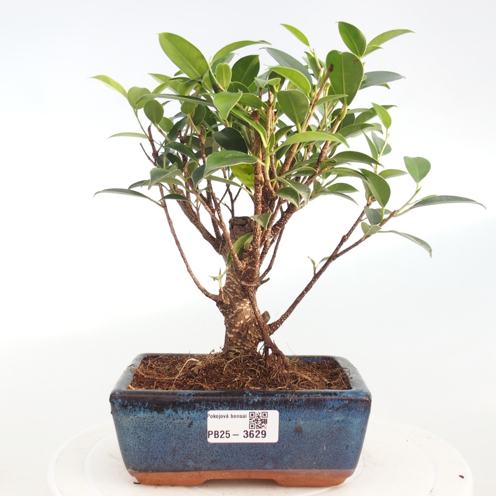 Camera bonsai - Ficus retusa - ficus a foglie piccole