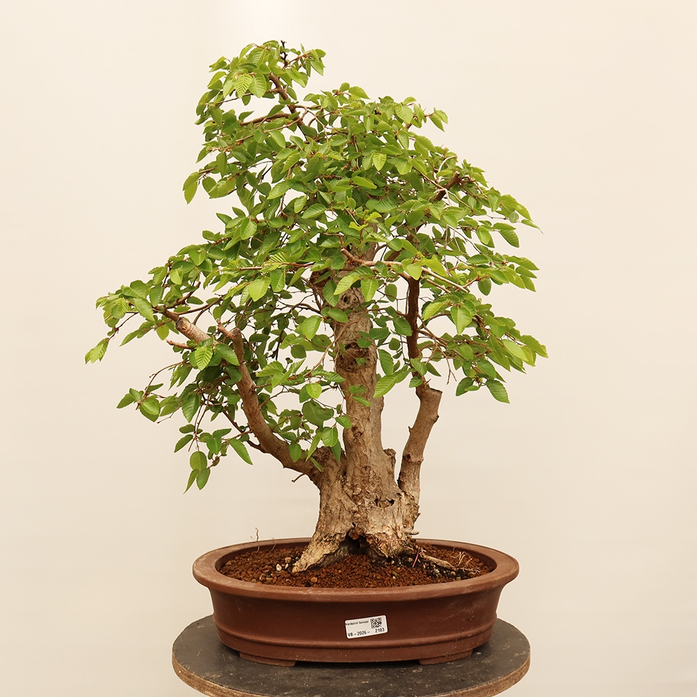 Bonsai da esterno -Carpinus Coreana - Carpino coreano
