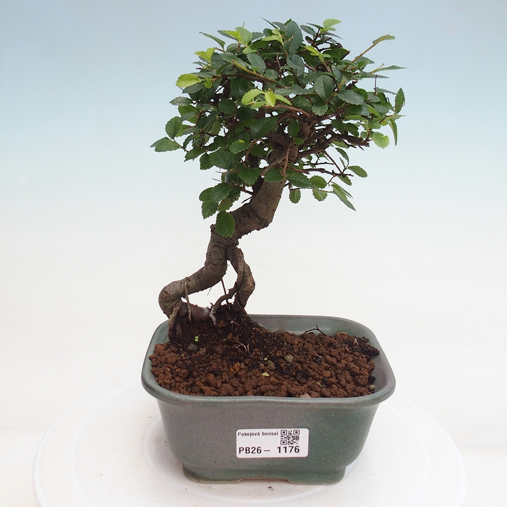 Camera bonsai - Ulmus parvifolia - Olmo a foglie piccole