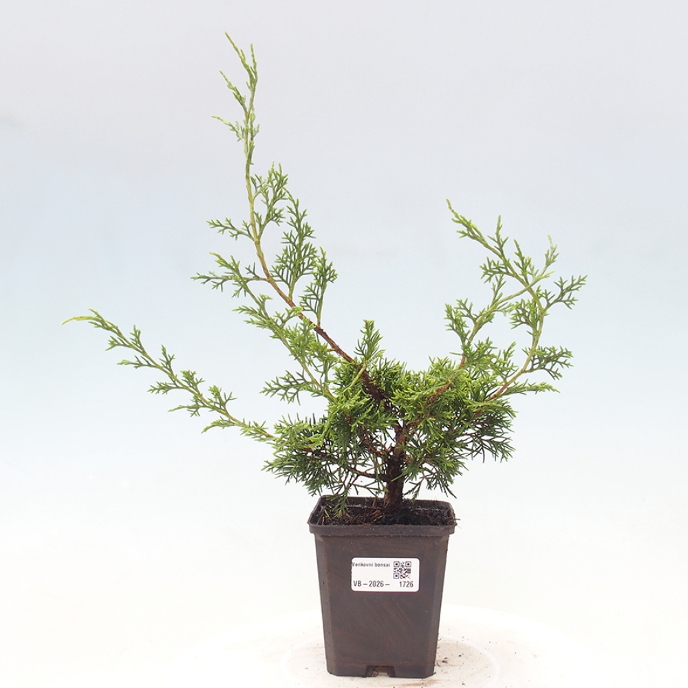 Bonsai da esterno - Juniperus chinensis Itoigawa
