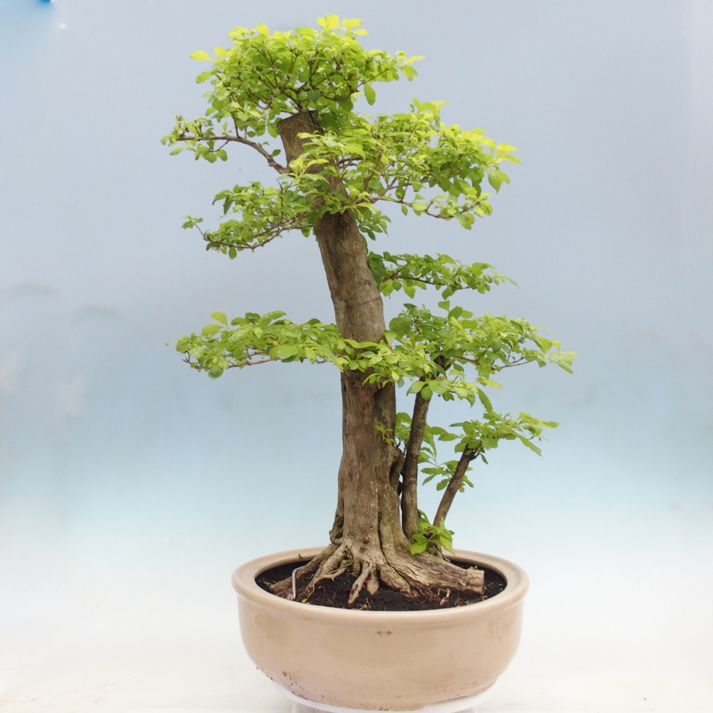 Bonsai da camera - Duranta erecta Aurea - SOLO RITIRO PERSONALE o trasporto su pallet
