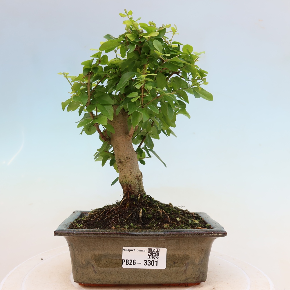 Camera bonsai -Ligustrum chinensis - Becco d'uccello