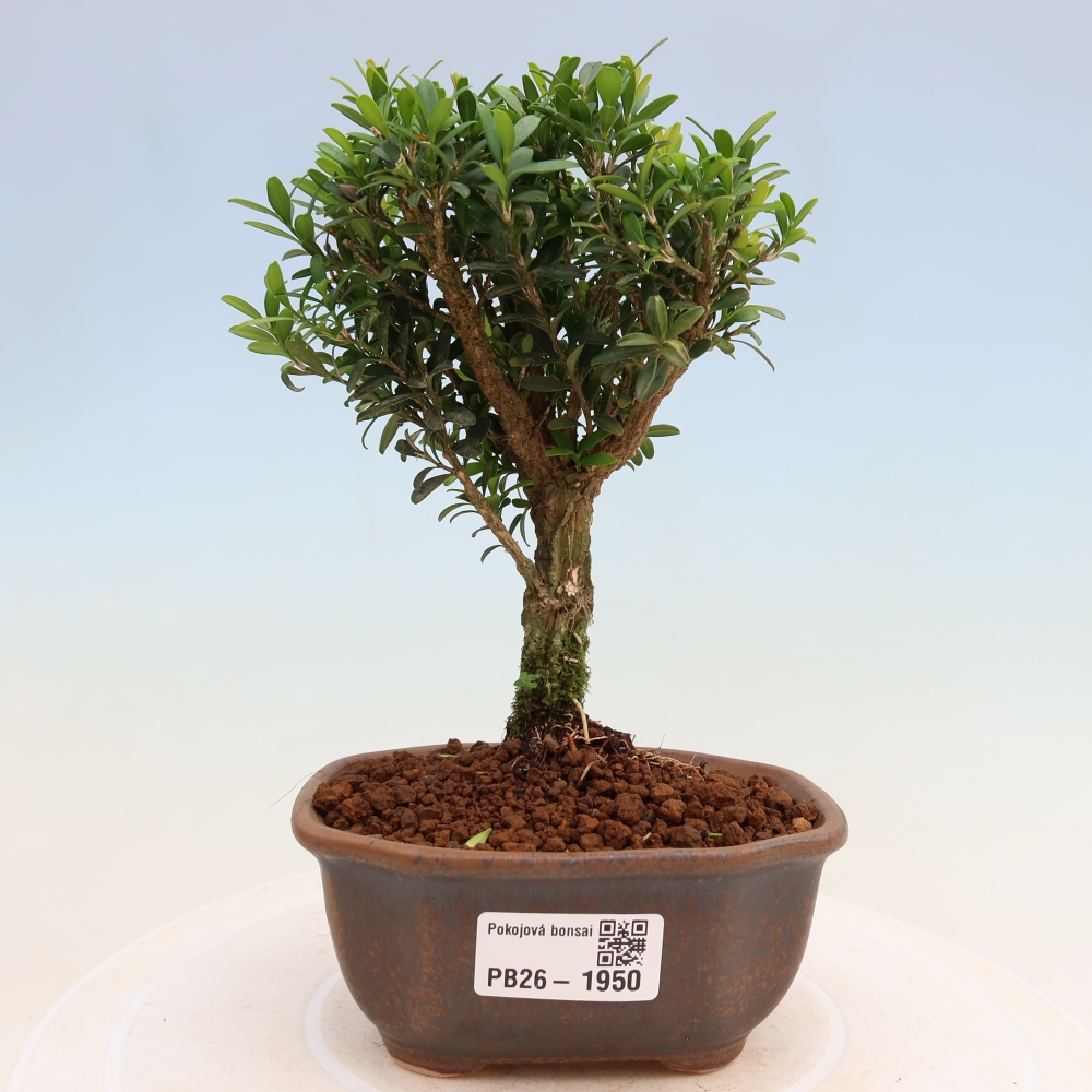 Camera bonsai - Buxus harlandii - buxus da sughero