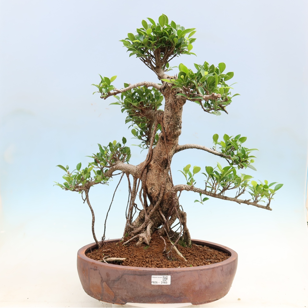 Camera bonsai - Ficus kimmen - ficus a foglie piccole