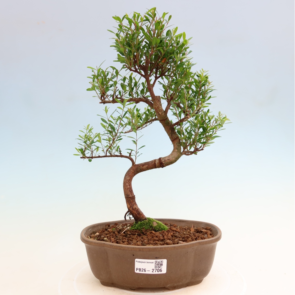 Camera bonsai - Syzygium - Pimento
