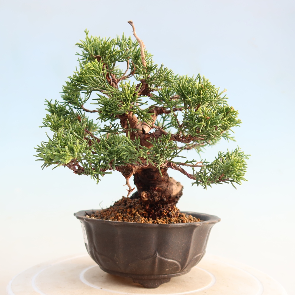 Bonsai da esterno - Juniperus chinensis Itoigawa