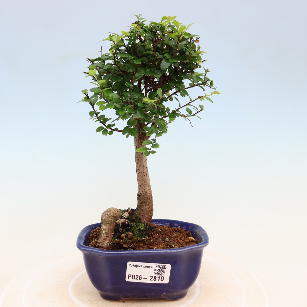 Camera bonsai - Ulmus parvifolia - Olmo a foglie piccole